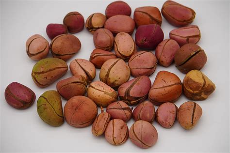  Kola Nuts for the Ancestors!  A Tale of Respect, Trickery, and Delicious Snacks