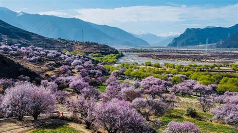  The Peach Blossom Spring : Bir Çin Efsanesinde Kayıp Cennet ve Gerçekliğin Belirsizliği!